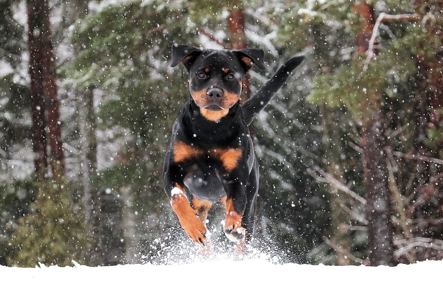 rottweiler, dog, winter, pet, animals, snow, one animal, canine