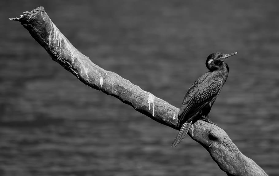 bird, black, white, nature, animal, season, vertebrate, animal themes HD wallpaper
