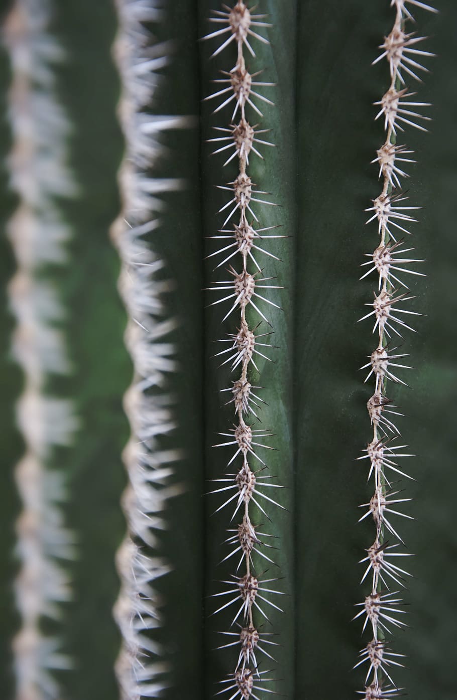 cactus, spur, flora, nature, cactus greenhouse, thorns, plant HD wallpaper