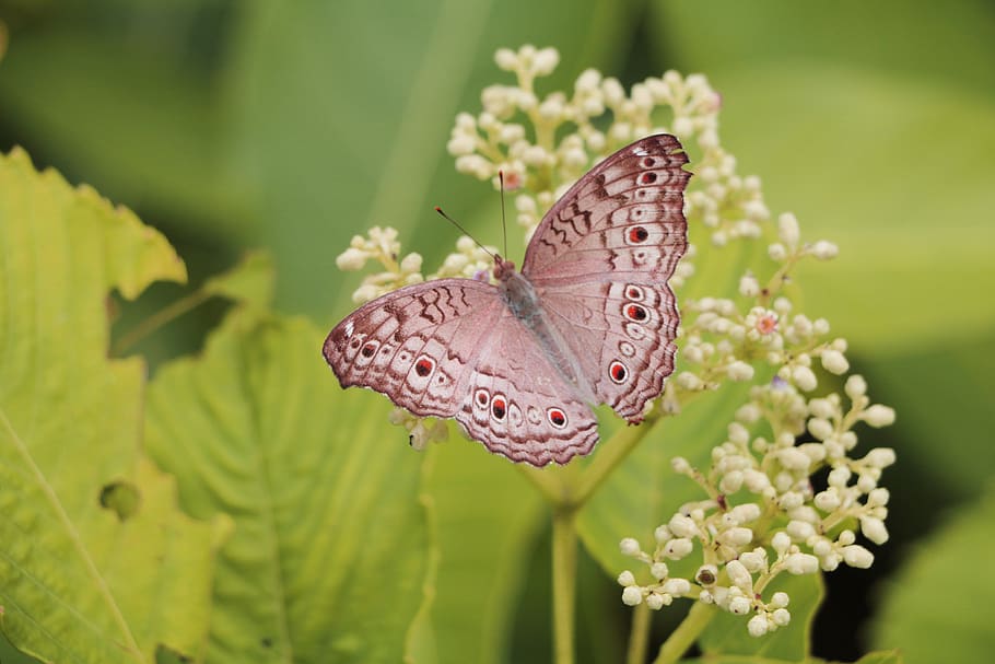 indian, butterfly, wing, feeding, leaf, bottom, butterflies HD wallpaper