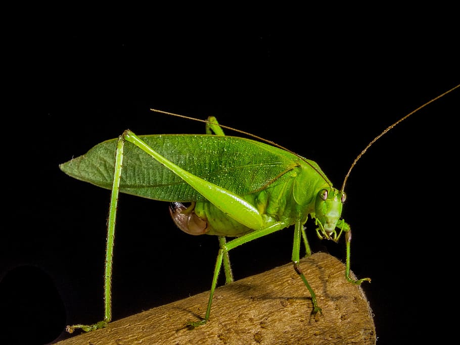 Grasshopper, Insect, Close, green, one animal, animals in the wild HD wallpaper