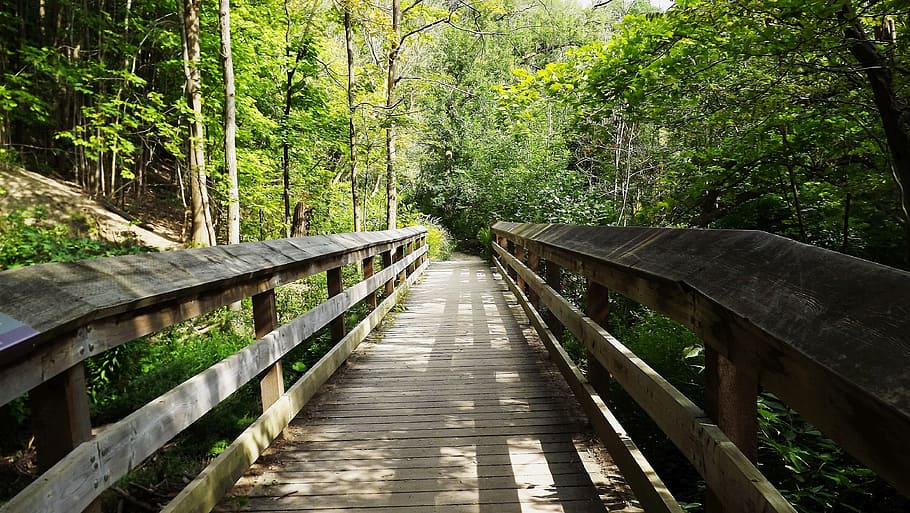 brown wooden bridge surrounded by trees, way, forest, central park HD wallpaper
