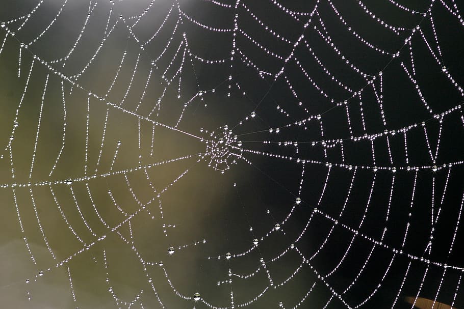 cobweb, nature, network, dew, dewdrop, autumn, insect, cobwebs HD wallpaper