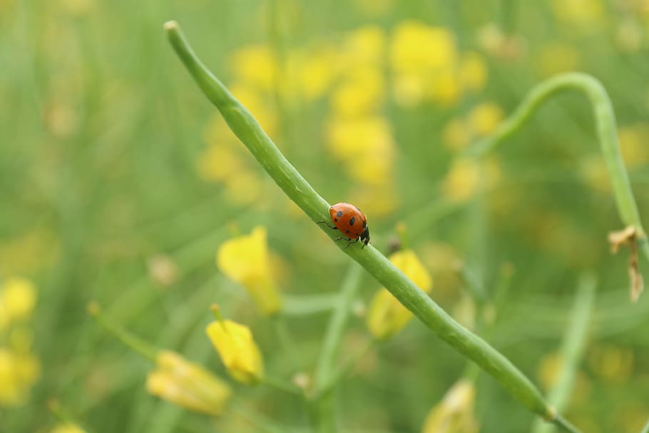 insect, ladybug, crawling, wild flowers, nature, plant, summer HD wallpaper