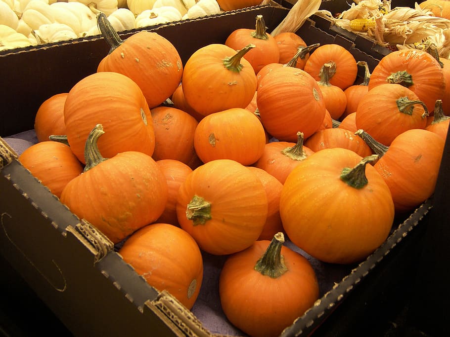 pumpkins, crate, food, vegetables, orange, harvest, organic HD wallpaper