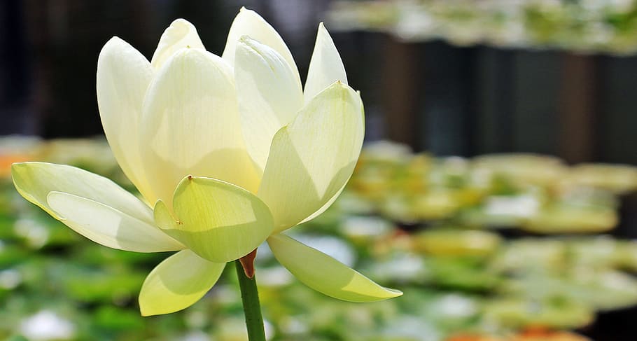 shallow focus photography of white flower, lotus, lotus flower, HD wallpaper