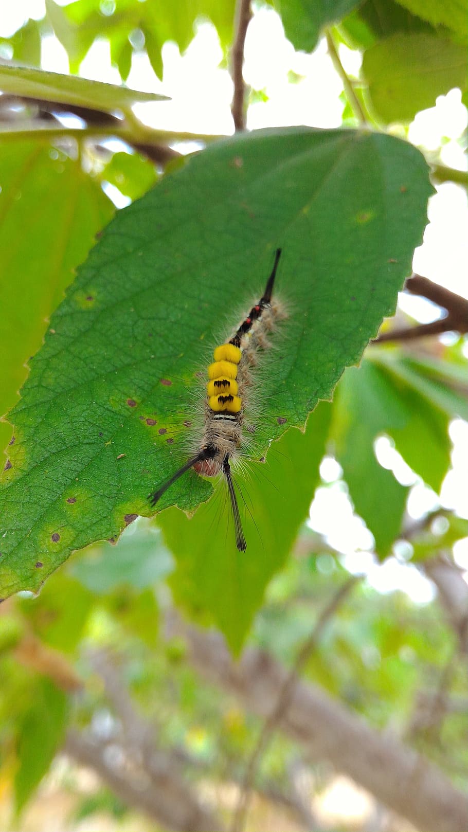caterpillar, insect, butterfly, bug, wildlife, nature, animal HD wallpaper