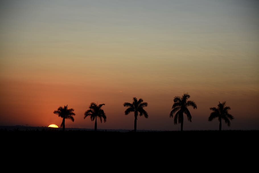 sunset, silhouette, horizon, sol, landscape, tree, afternoon HD wallpaper