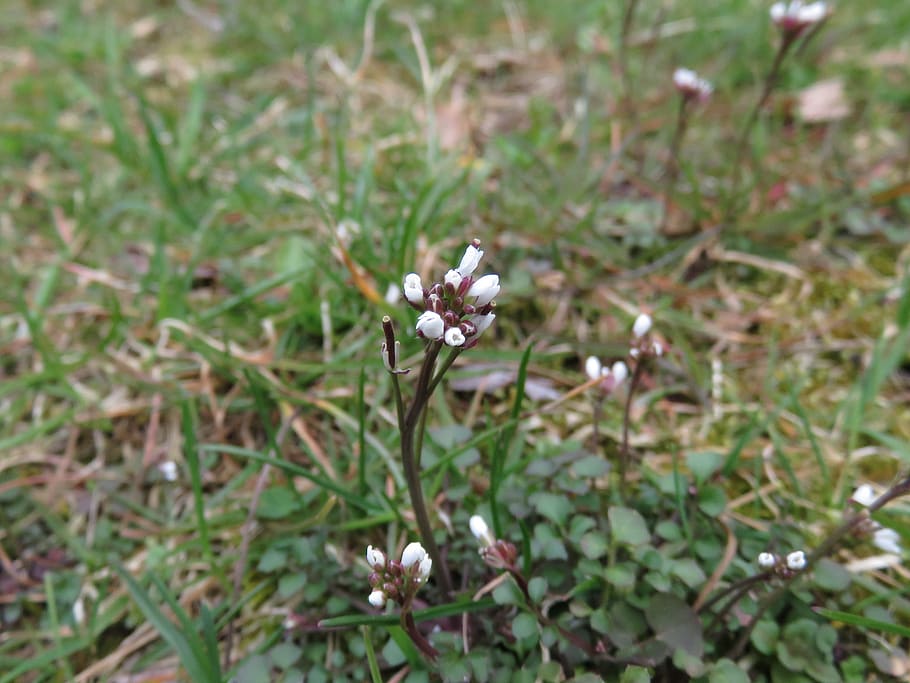white, flowers, stem, tiny, grass, fresh, flowering plant, freshness HD wallpaper