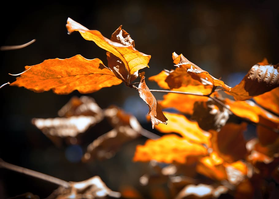 leaves, sunlight, leaf, back light, plant, forest, autumn, mood HD wallpaper