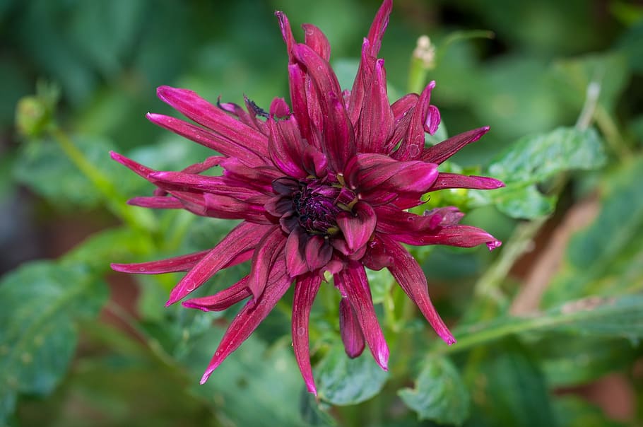 flower, devil's claw, phyteuma scheuchzeri, blossom, bloom HD wallpaper