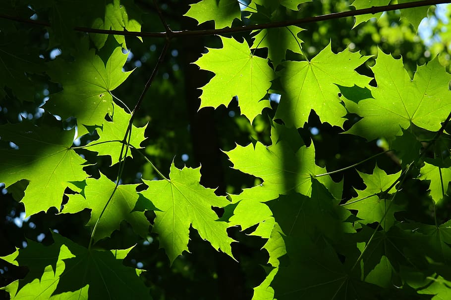 leaves, green, back light, tree, maple, acer platanoides, needle leaf maple HD wallpaper