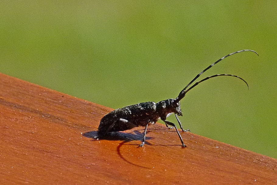 Bug, Insect, Proboscis, Beetle, Wild, fauna, nature, animal HD wallpaper