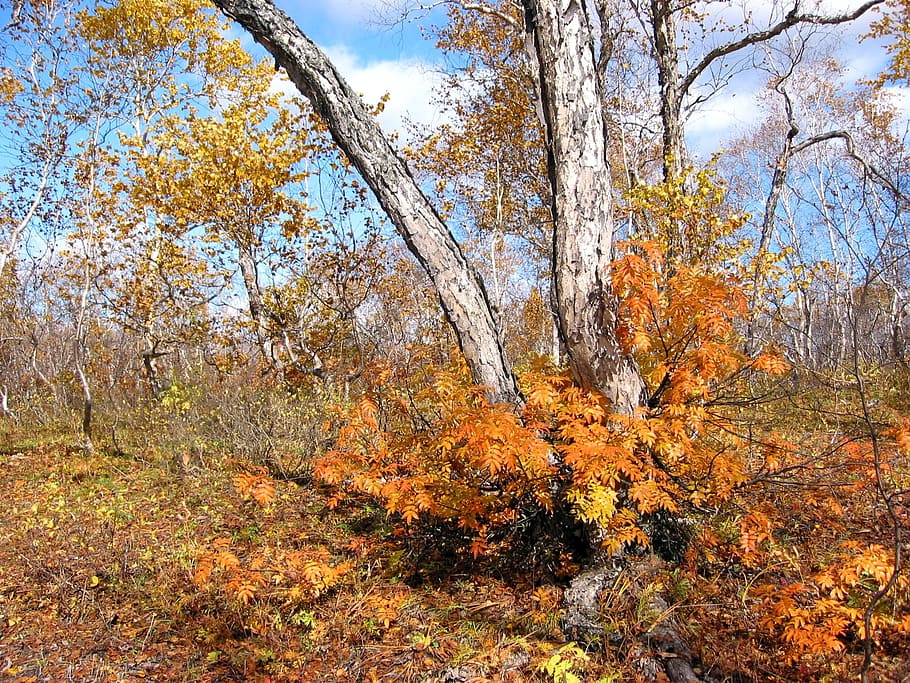 autumn, forest, trees, birch, rowan, golden autumn, fall colors HD wallpaper