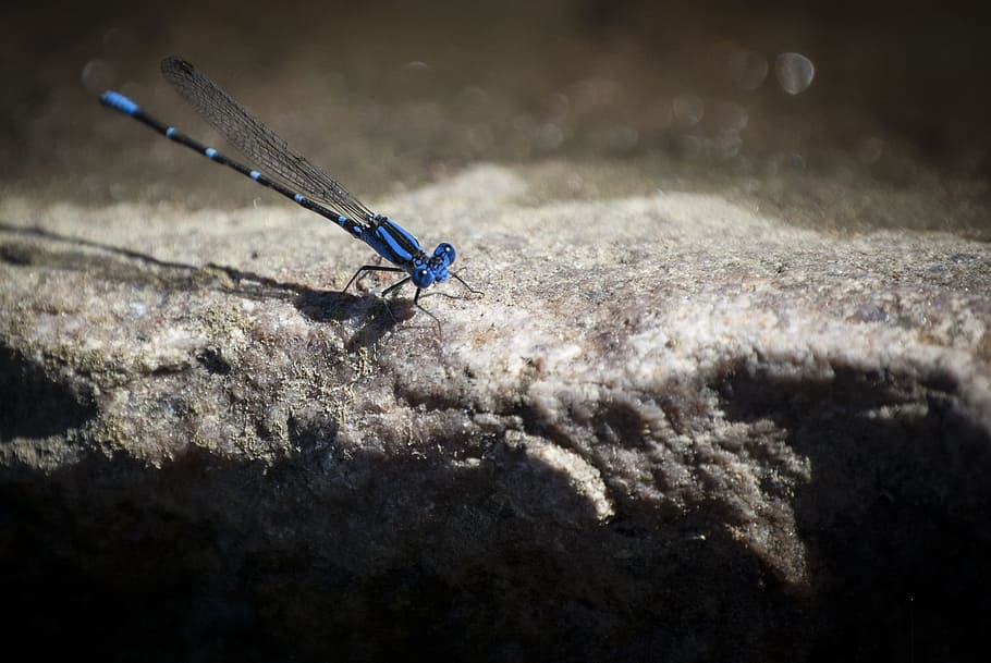 dragonfly, wing, blue, nature, insect, summer, bug, natural HD wallpaper