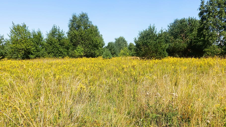 meadow, grass, summer, nature, green, blade of grass, field HD wallpaper