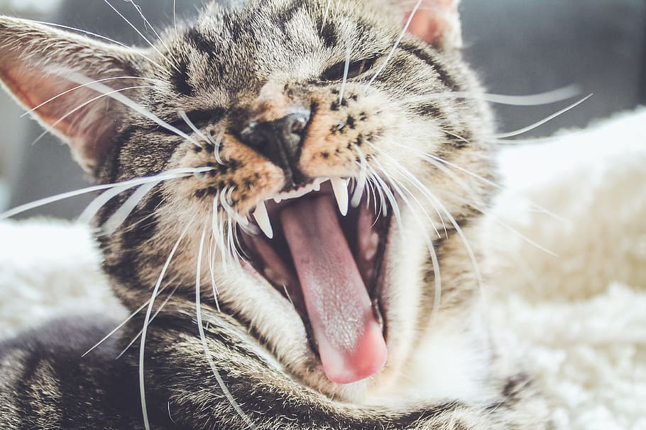 short-haired gray and black cat photo, cute, roar, fangs, tongue HD wallpaper