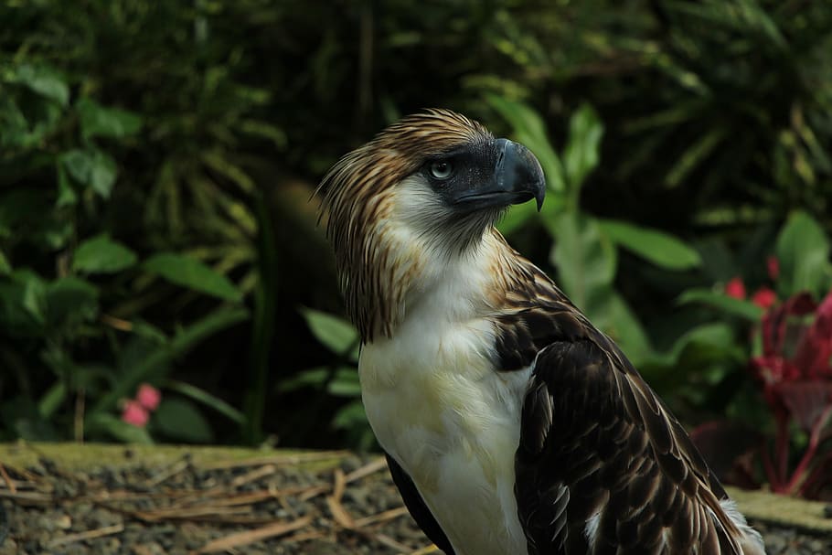 bald-eagle-bald-eagles-davao-eagle-bird.