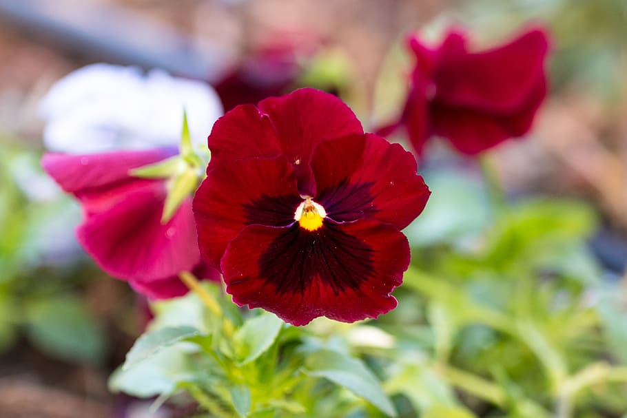 Thinking, Flower, Colors, Nature, red, petal, focus on foreground HD wallpaper
