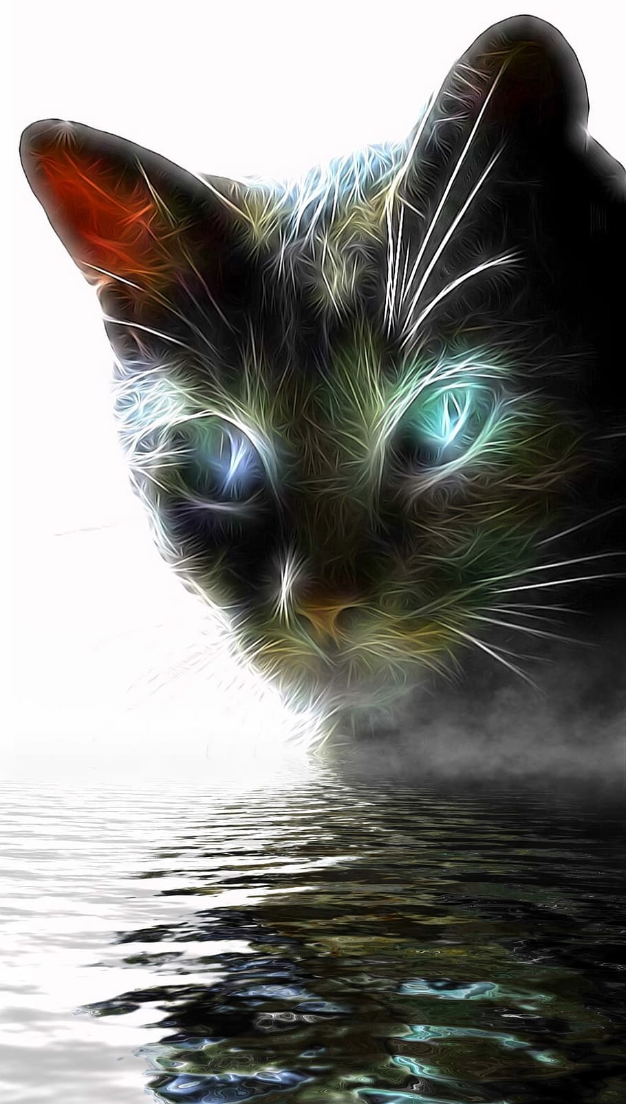 Cat, Mirroring, Pet, one animal, domestic cat, close-up, no people HD wallpaper