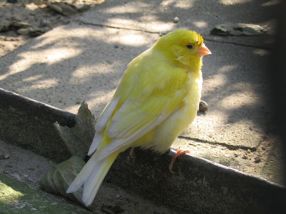 Bird, Yellow, park, animal themes, one animal, parrot, animal wildlife HD wallpaper