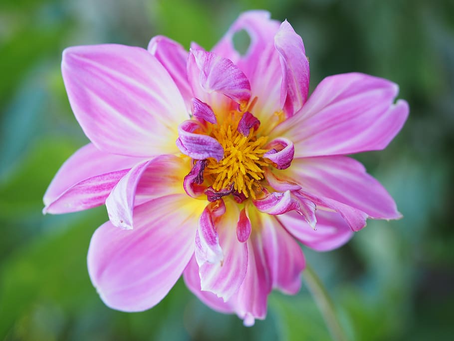 dahlia, blossom, bloom, pink, flower, georgine, composites HD wallpaper