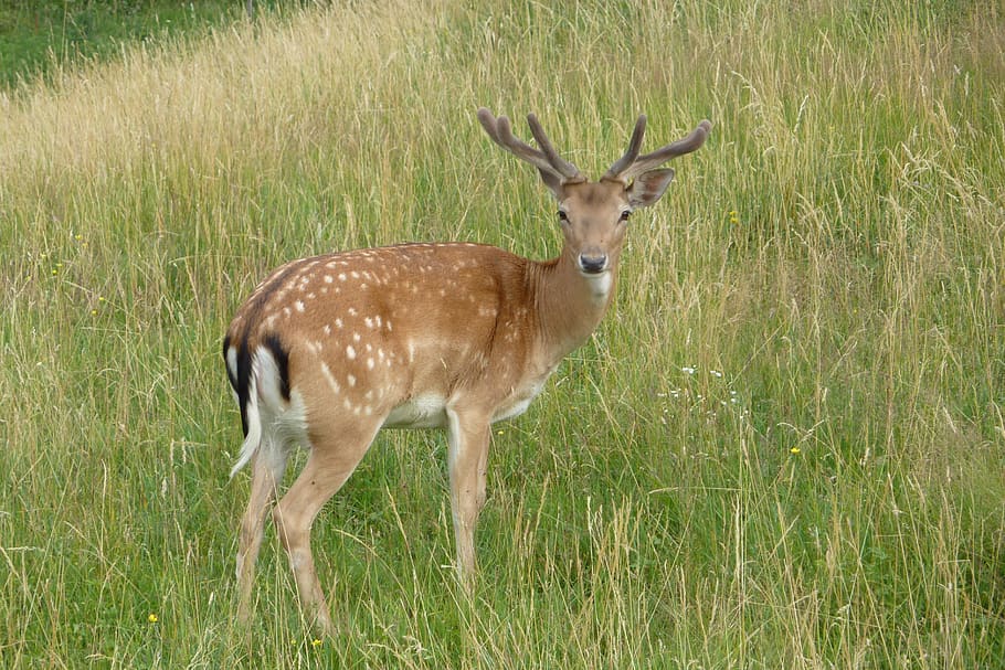 deer, cervid, dama dama, fallow deer, grass, animal, animal themes HD wallpaper