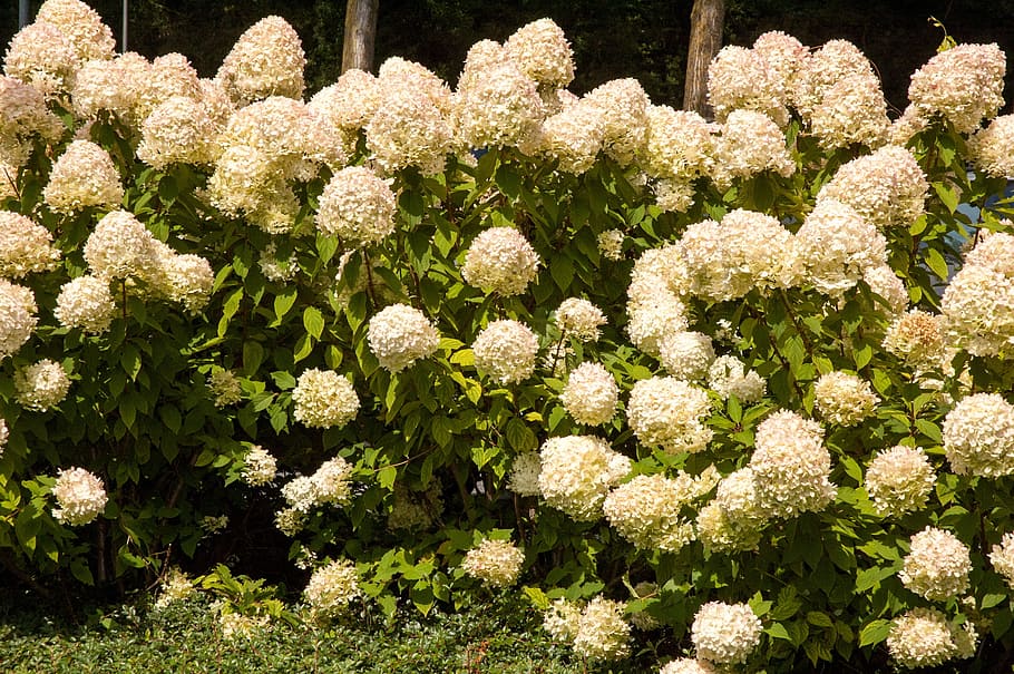flowers, hydrangea, background, nature, garden, garden plant HD wallpaper
