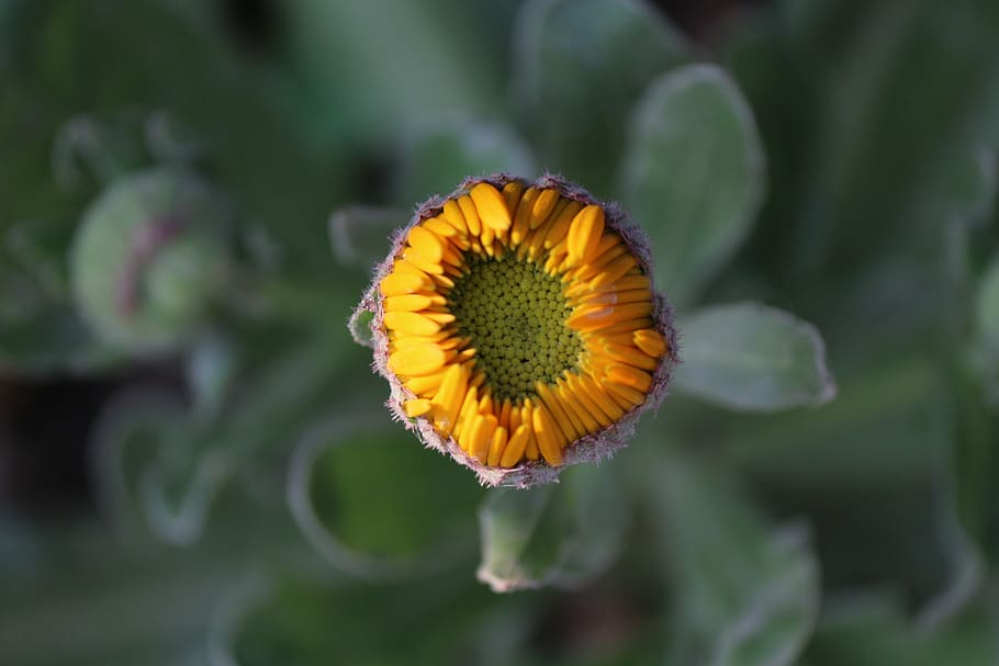 flower, bud, orange, spring, blossom, floral, natural, flowering plant HD wallpaper