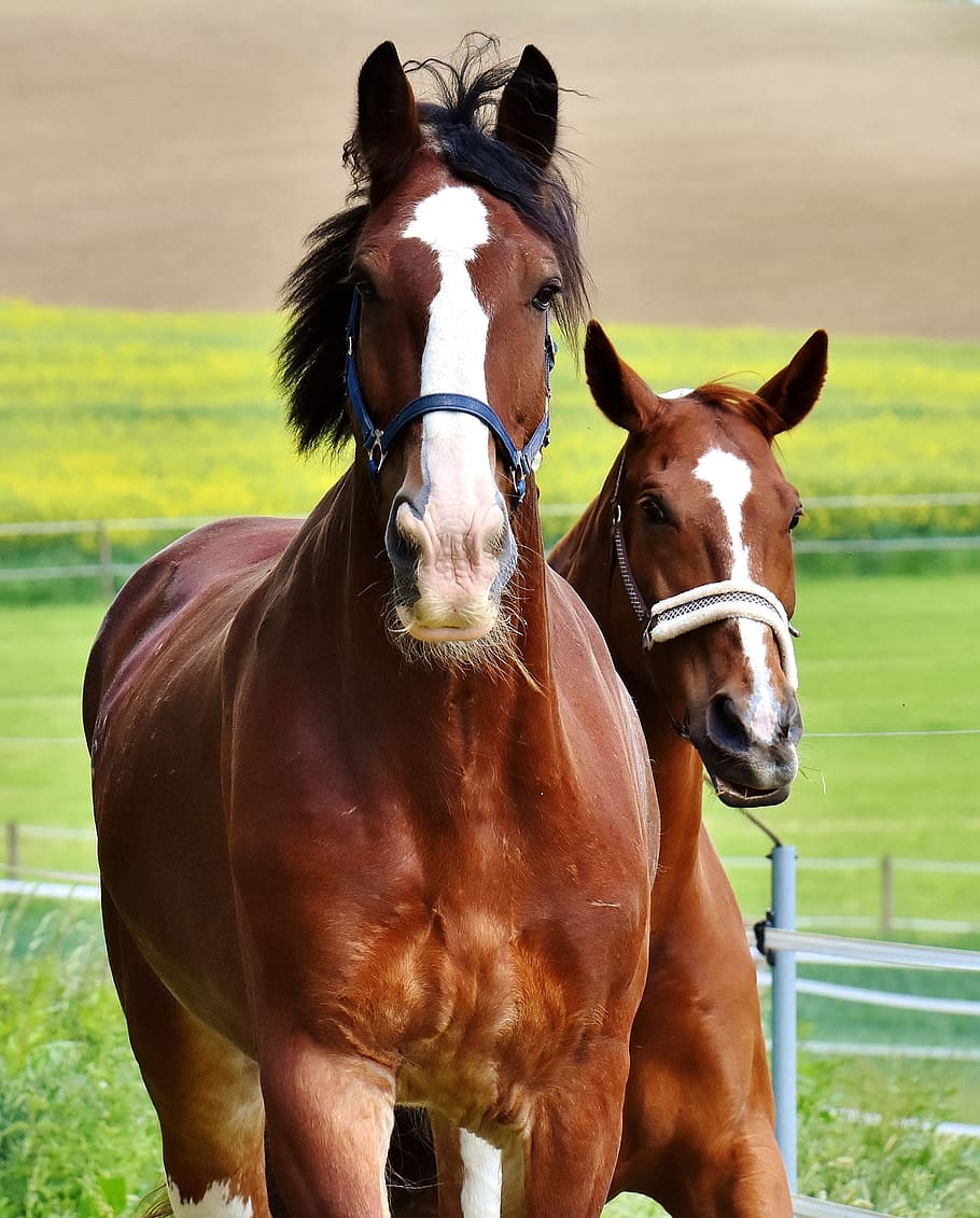 two brown horses on green field, for two, coupling, stallion HD wallpaper