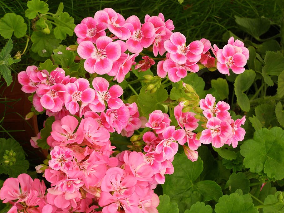 Flowers, Geranium, Plant, Flora, gardening, blooming, pink HD wallpaper