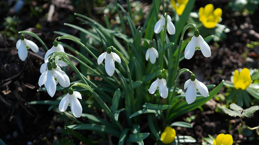 snowdrop, blossom, bloom, nature, white, green, spring, signs of spring HD wallpaper