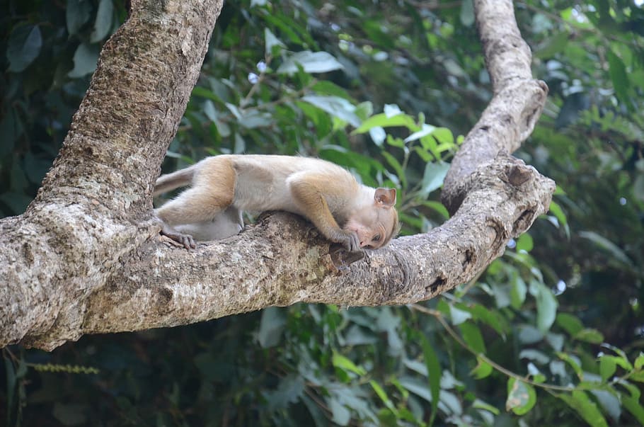 monkey, mammal, animal, tree, animal themes, animal wildlife HD wallpaper