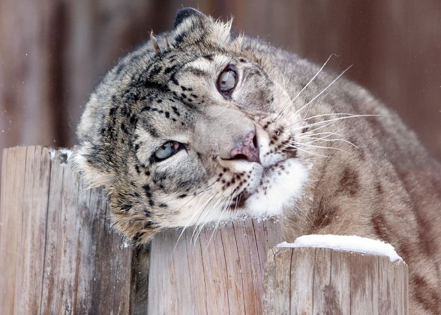 feline on wooden fence, snow leopard, portrait, face, head HD wallpaper