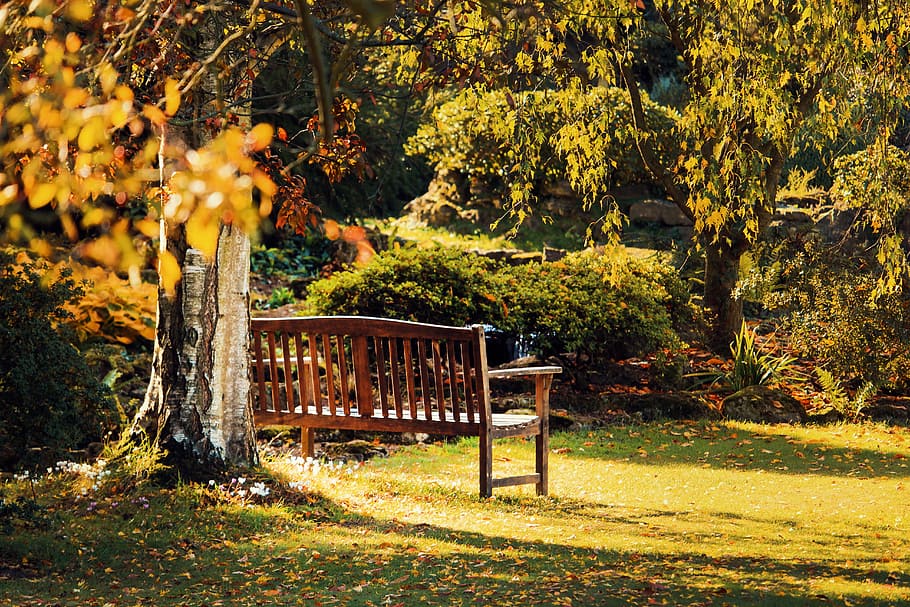 bench, landscape, nature, garden, branches, bright, colors, countryside HD wallpaper