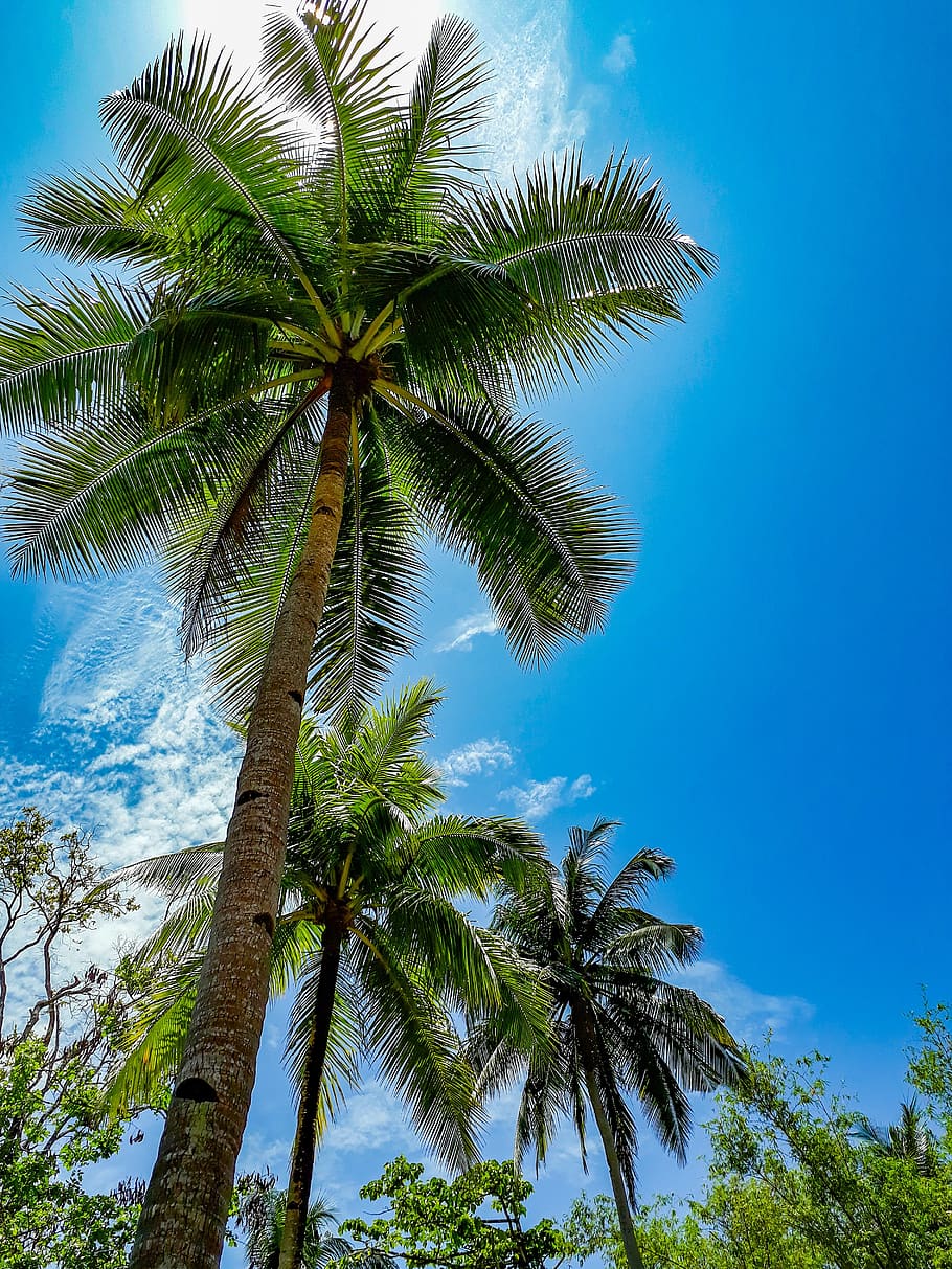 coconut, nature, sky, blue, relax, cloud, summer, tropical HD wallpaper