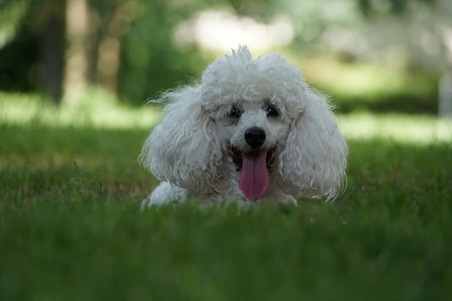 adult white toy poodle on grass field, dog, animals, portrait