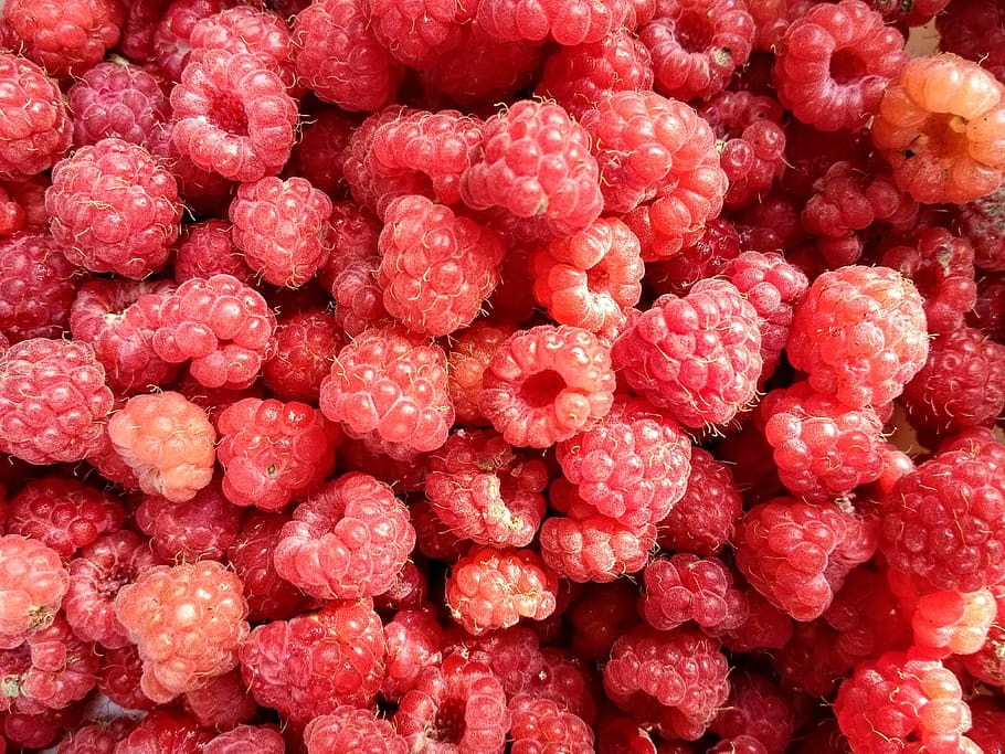 raspberries, fruit, red, berry, fruits, delicious, vitamins HD wallpaper