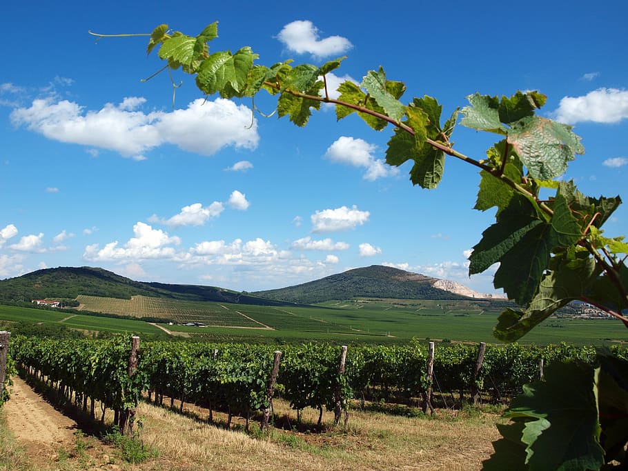 grape, tendril, vineyard, szársomlyó, villány, black mountain