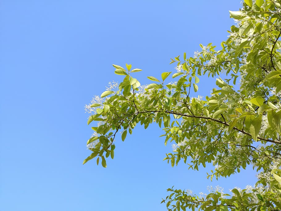 sky, branches, landscape, nature, wood, plant, tree, growth HD wallpaper