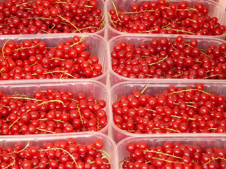 currants, ribes, berries, red, gooseberry greenhouse, grossulariaceae HD wallpaper