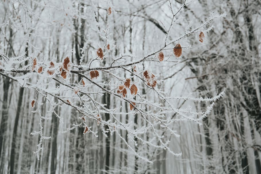 trees coated with snow, winter, white, cold, weather, ice, plants HD wallpaper