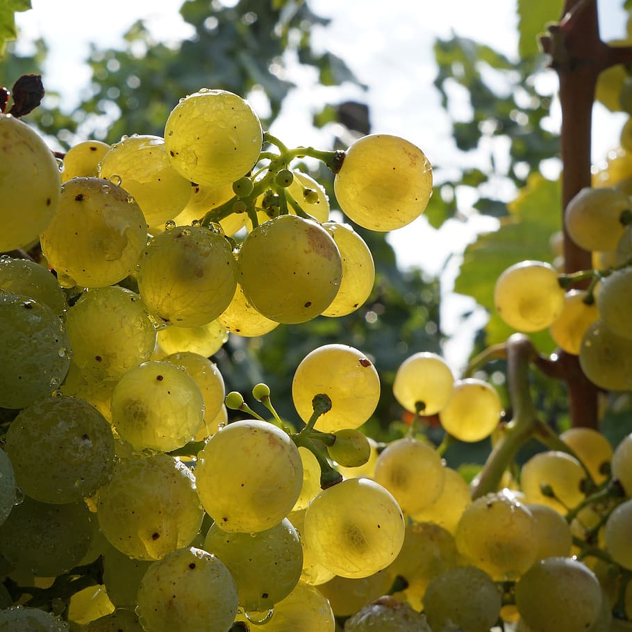 grape, white grapes, fruit, sweet, food, nature, agriculture HD wallpaper