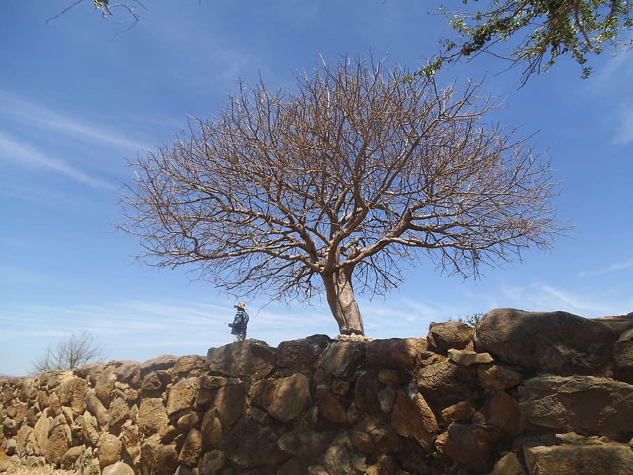 tree, nature, trees, leaves, summer, season, sunlit, sky, mexico HD wallpaper