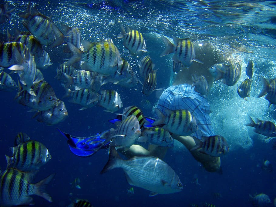shoal of fishes, Diving, Underwater, Sea, Swim, Man, fins, aruba, HD wallpaper