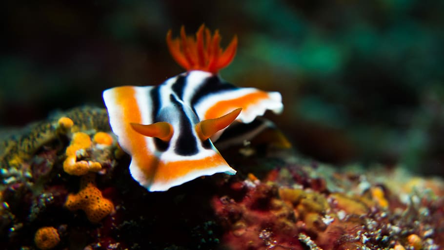 white, black, and orange sea creature photograph, orange and white snail