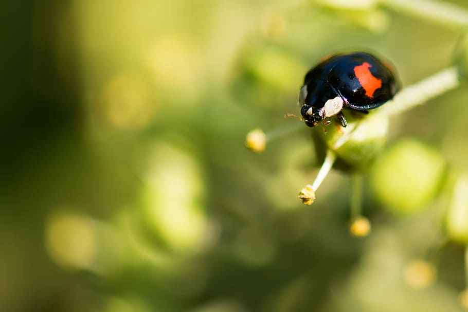 black and orange bug, selective focus photography of black and red bug HD wallpaper