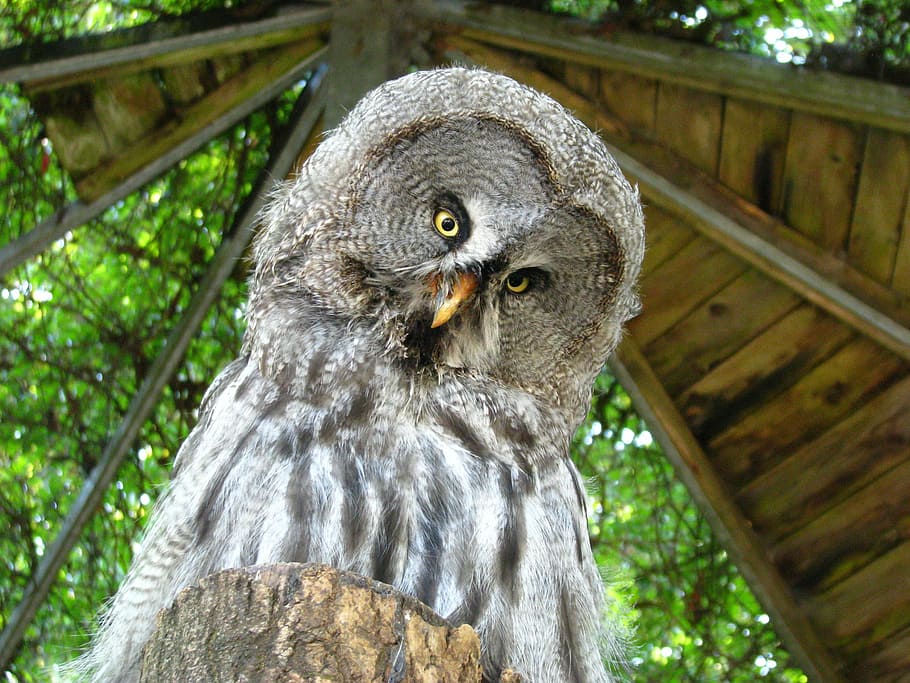 bart owl, weird bird, animal world, funny, wildlife, bird of Prey, HD wallpaper