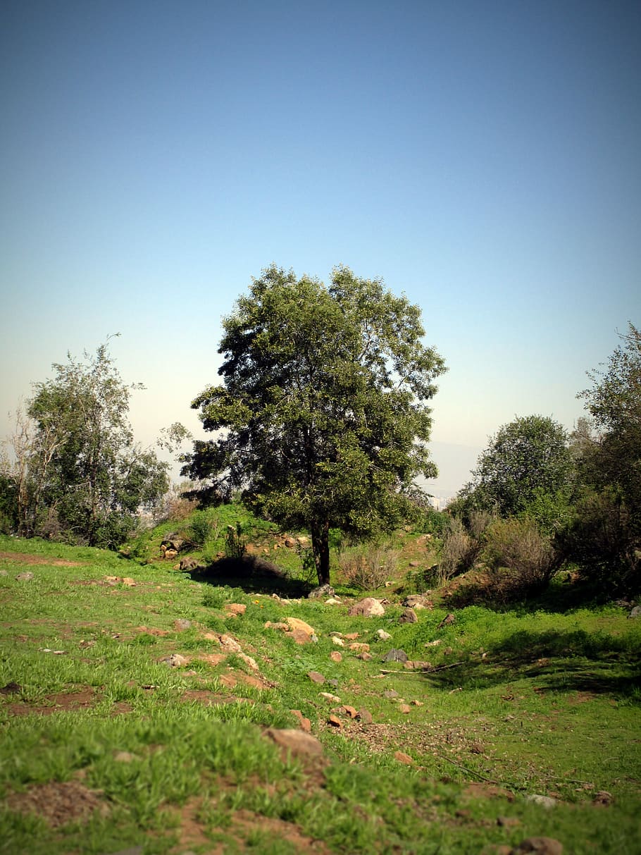 Tree, Nature, Landscape, green, green leaves, trunk, life, plant HD wallpaper