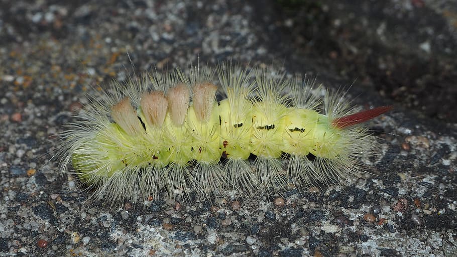 caterpillar, insect, hairy, close, one animal, animal themes